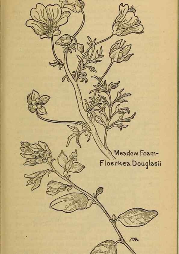 Reproducción/Reproduction 46127863074: Field book of western wild flowers /. New York :Putnam,1915.. 