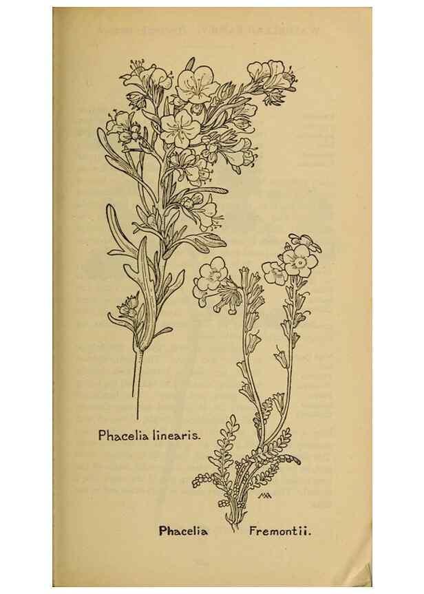 Reproducción/Reproduction 32977769718: Field book of western wild flowers /. New York :Putnam,1915.. 