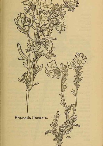 Reproducción/Reproduction 32977769718: Field book of western wild flowers /. New York :Putnam,1915.. 