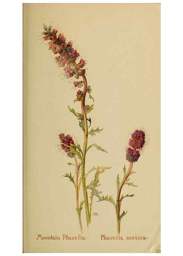 Reproducción/Reproduction 46853140371: Field book of western wild flowers /. New York :Putnam,1915.. 