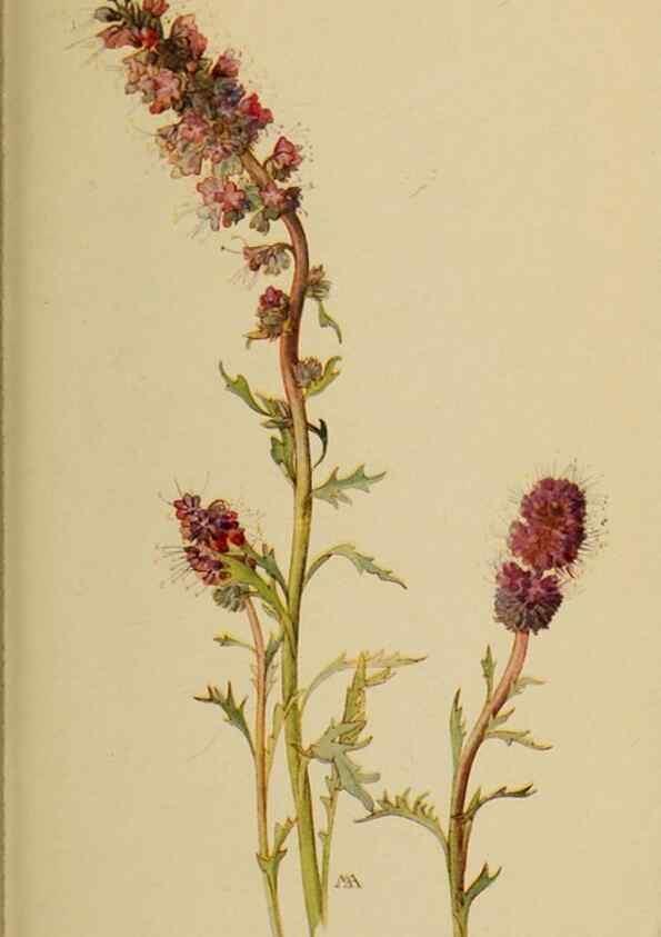 Reproducción/Reproduction 46853140371: Field book of western wild flowers /. New York :Putnam,1915.. 