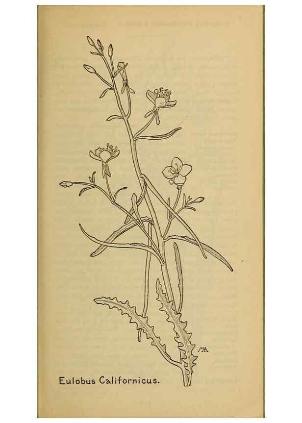 Reproducción/Reproduction 46800898842: Field book of western wild flowers /. New York :Putnam,1915.. 
