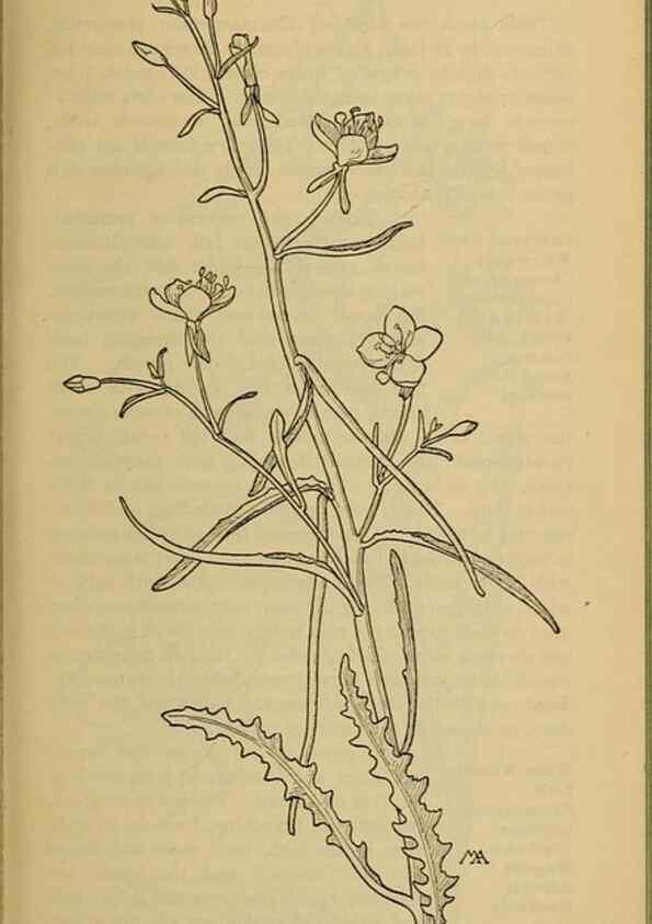 Reproducción/Reproduction 46800898842: Field book of western wild flowers /. New York :Putnam,1915.. 