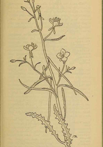 Reproducción/Reproduction 46800898842: Field book of western wild flowers /. New York :Putnam,1915.. 