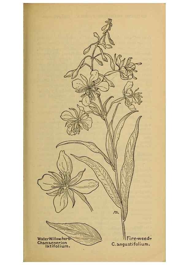 Reproducción/Reproduction 32977542498: Field book of western wild flowers /. New York :Putnam,1915.. 