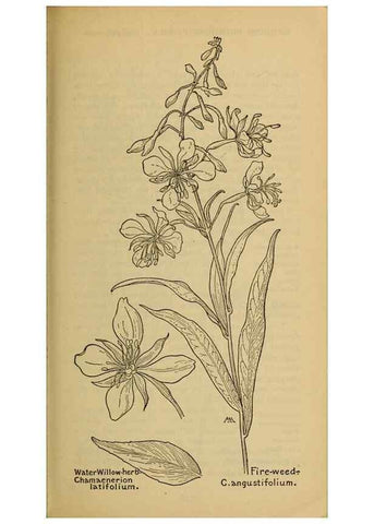 Reproducción/Reproduction 32977542498: Field book of western wild flowers /. New York :Putnam,1915.. 