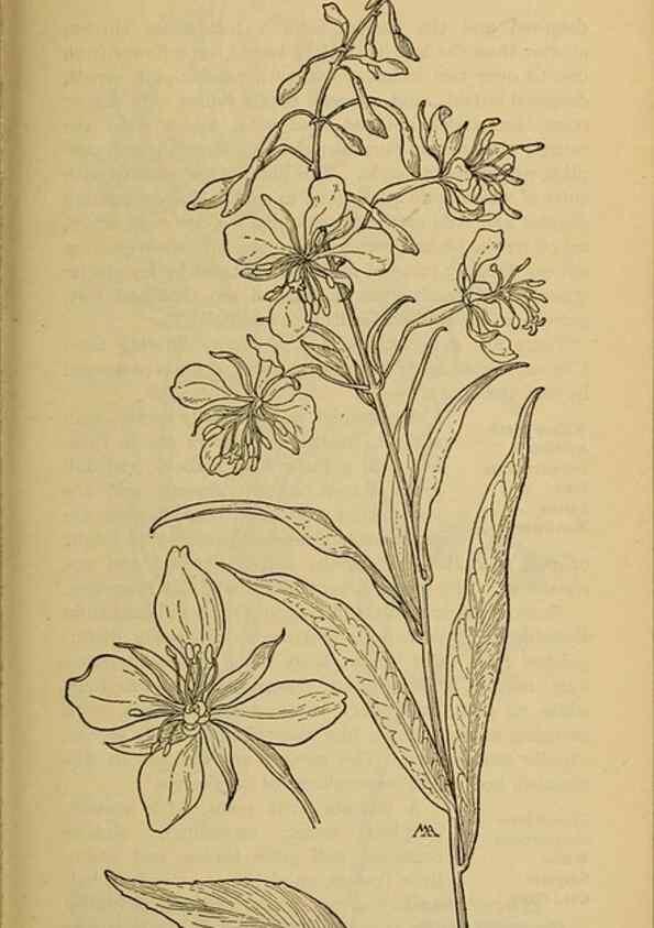 Reproducción/Reproduction 32977542498: Field book of western wild flowers /. New York :Putnam,1915.. 