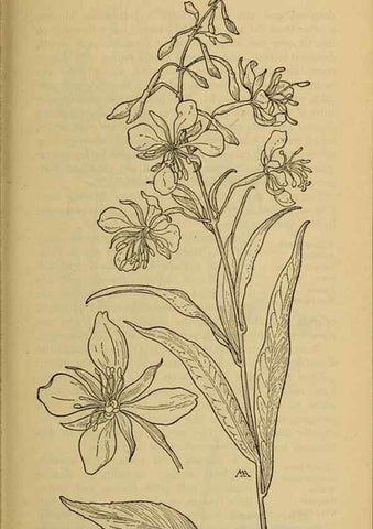 Reproducción/Reproduction 32977542498: Field book of western wild flowers /. New York :Putnam,1915.. 