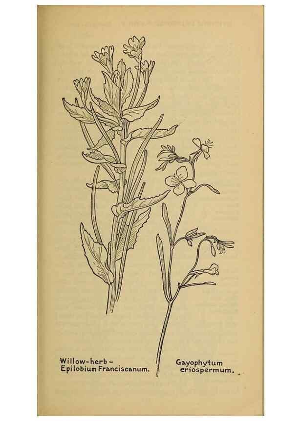 Reproducción/Reproduction 46127897104: Field book of western wild flowers /. New York :Putnam,1915.. 