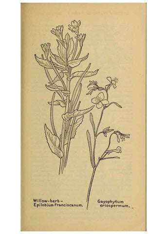 Reproducción/Reproduction 46127897104: Field book of western wild flowers /. New York :Putnam,1915.. 