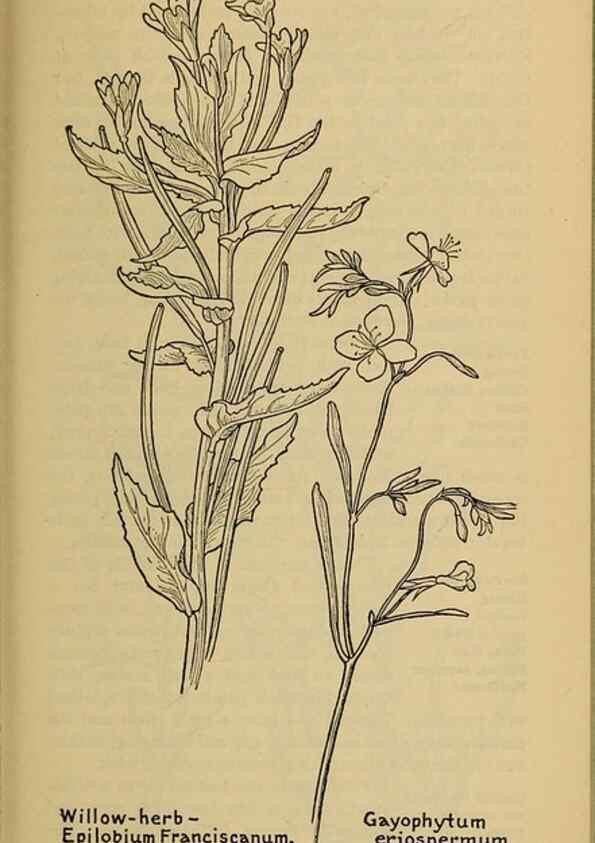 Reproducción/Reproduction 46127897104: Field book of western wild flowers /. New York :Putnam,1915.. 