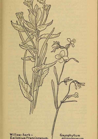 Reproducción/Reproduction 46127897104: Field book of western wild flowers /. New York :Putnam,1915.. 