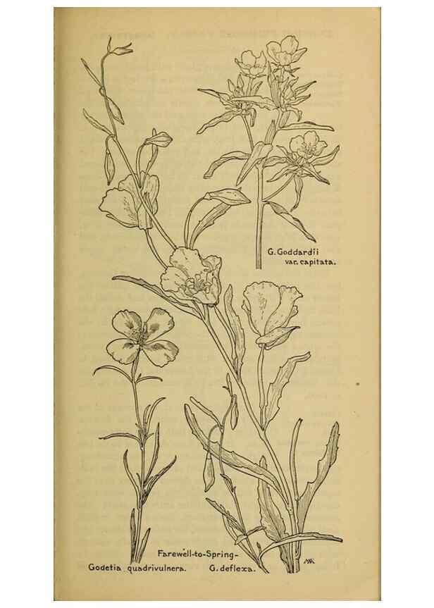 Reproducción/Reproduction 46800901312: Field book of western wild flowers /. New York :Putnam,1915.. 