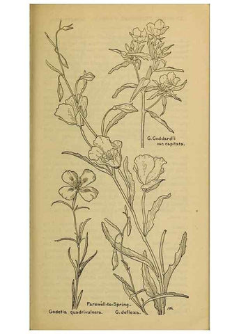 Reproducción/Reproduction 46800901312: Field book of western wild flowers /. New York :Putnam,1915.. 