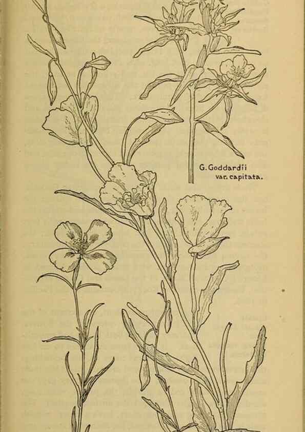 Reproducción/Reproduction 46800901312: Field book of western wild flowers /. New York :Putnam,1915.. 