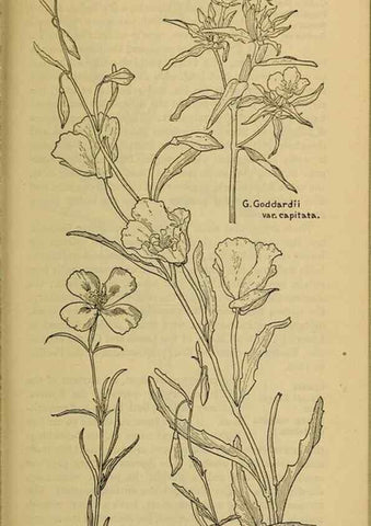 Reproducción/Reproduction 46800901312: Field book of western wild flowers /. New York :Putnam,1915.. 