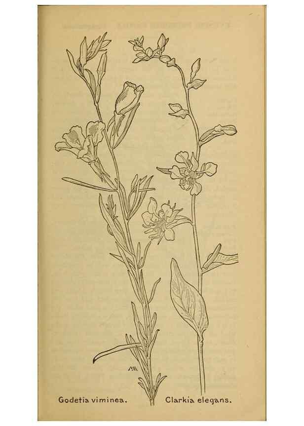 Reproducción/Reproduction 31911649407: Field book of western wild flowers /. New York :Putnam,1915.. 