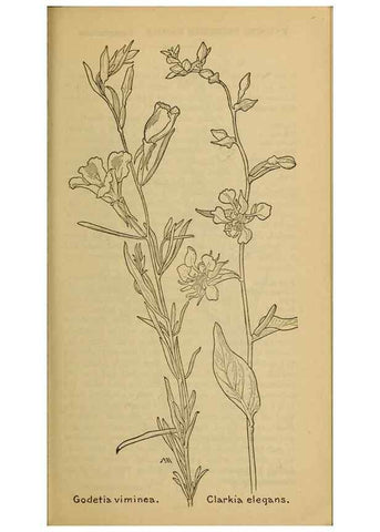 Reproducción/Reproduction 31911649407: Field book of western wild flowers /. New York :Putnam,1915.. 