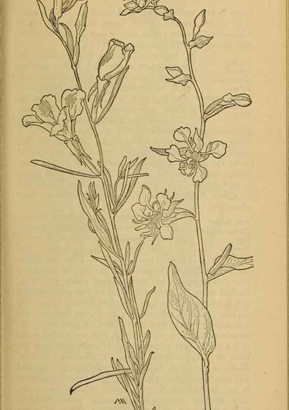Reproducción/Reproduction 31911649407: Field book of western wild flowers /. New York :Putnam,1915.. 