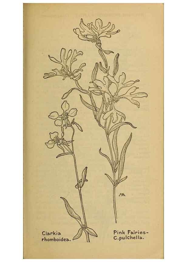 Reproducción/Reproduction 45938352615: Field book of western wild flowers /. New York :Putnam,1915.. 