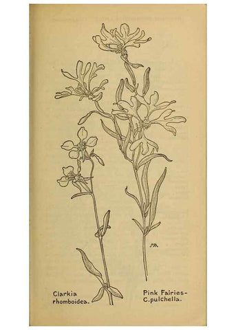 Reproducción/Reproduction 45938352615: Field book of western wild flowers /. New York :Putnam,1915.. 