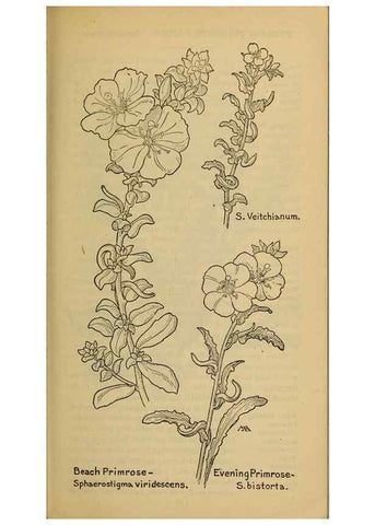 Reproducción/Reproduction 46852969211: Field book of western wild flowers /. New York :Putnam,1915.. 