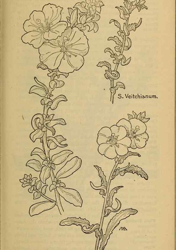 Reproducción/Reproduction 46852969211: Field book of western wild flowers /. New York :Putnam,1915.. 