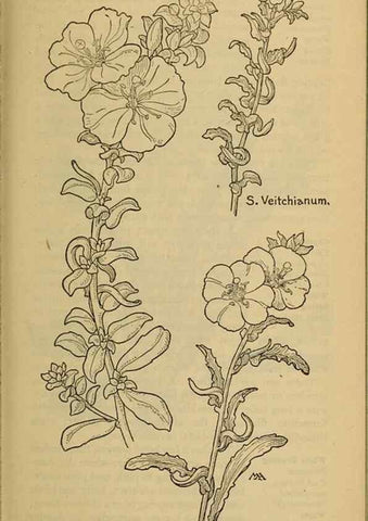 Reproducción/Reproduction 46852969211: Field book of western wild flowers /. New York :Putnam,1915.. 
