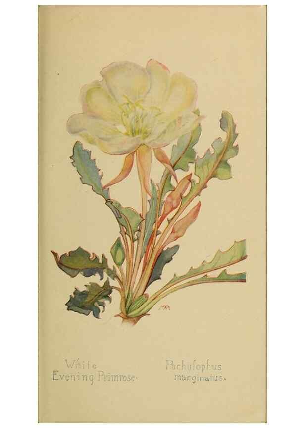 Reproducción/Reproduction 45938354755: Field book of western wild flowers /. New York :Putnam,1915.. 