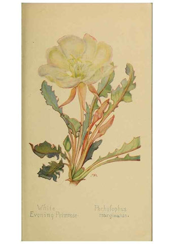 Reproducción/Reproduction 45938354755: Field book of western wild flowers /. New York :Putnam,1915.. 