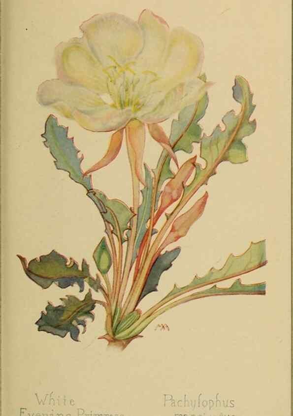 Reproducción/Reproduction 45938354755: Field book of western wild flowers /. New York :Putnam,1915.. 