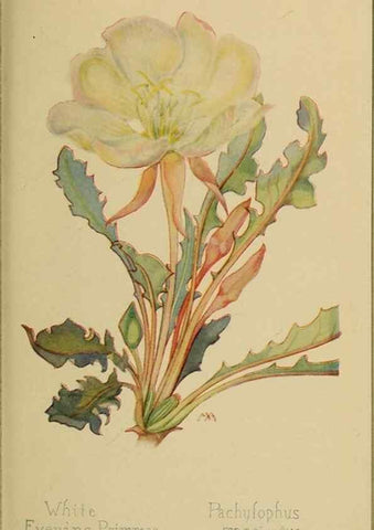 Reproducción/Reproduction 45938354755: Field book of western wild flowers /. New York :Putnam,1915.. 