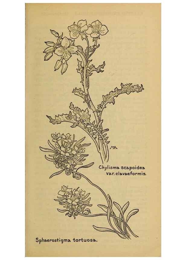 Reproducción/Reproduction 32977548098: Field book of western wild flowers /. New York :Putnam,1915.. 