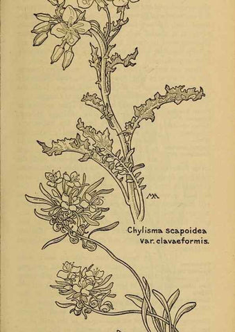 Reproducción/Reproduction 32977548098: Field book of western wild flowers /. New York :Putnam,1915.. 