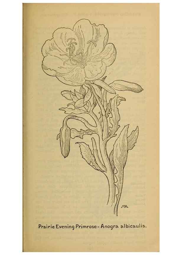 Reproducción/Reproduction 45938357365: Field book of western wild flowers /. New York :Putnam,1915.. 
