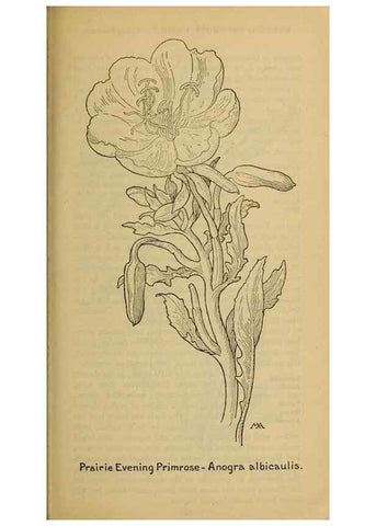 Reproducción/Reproduction 45938357365: Field book of western wild flowers /. New York :Putnam,1915.. 