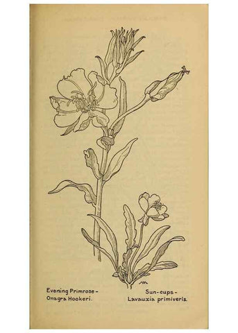 Reproducción/Reproduction 39888050443: Field book of western wild flowers /. New York :Putnam,1915.. 