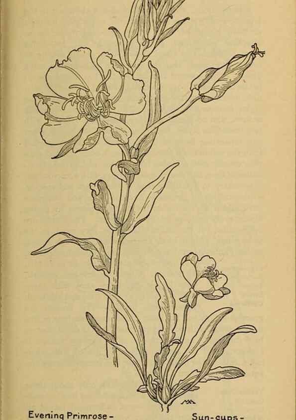 Reproducción/Reproduction 39888050443: Field book of western wild flowers /. New York :Putnam,1915.. 