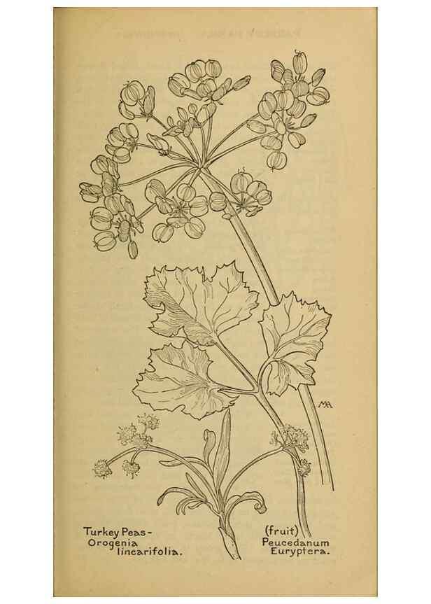 Reproducción/Reproduction 32977551038: Field book of western wild flowers /. New York :Putnam,1915.. 