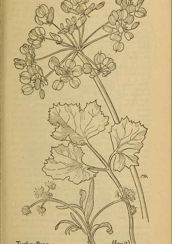 Reproducción/Reproduction 32977551038: Field book of western wild flowers /. New York :Putnam,1915.. 