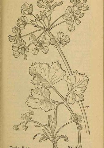 Reproducción/Reproduction 32977551038: Field book of western wild flowers /. New York :Putnam,1915.. 