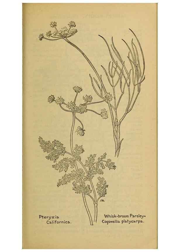 Reproducción/Reproduction 32977552308: Field book of western wild flowers /. New York :Putnam,1915.. 
