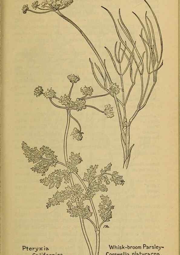 Reproducción/Reproduction 32977552308: Field book of western wild flowers /. New York :Putnam,1915.. 
