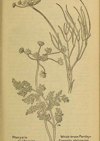 Reproducción/Reproduction 32977552308: Field book of western wild flowers /. New York :Putnam,1915.. 