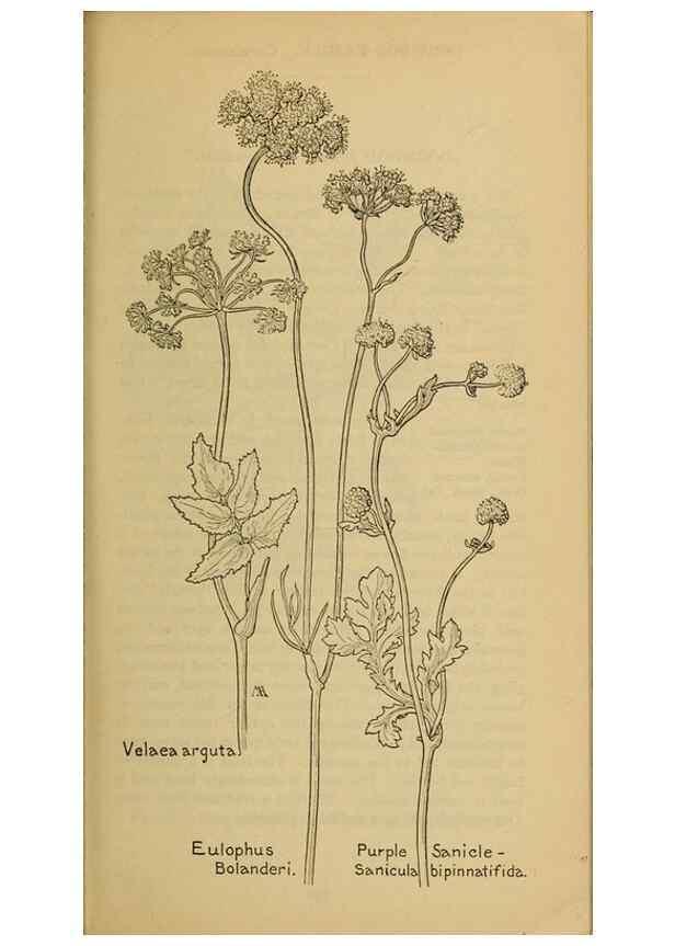 Reproducción/Reproduction 46852975001: Field book of western wild flowers /. New York :Putnam,1915.. 