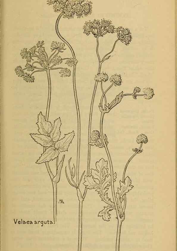 Reproducción/Reproduction 46852975001: Field book of western wild flowers /. New York :Putnam,1915.. 