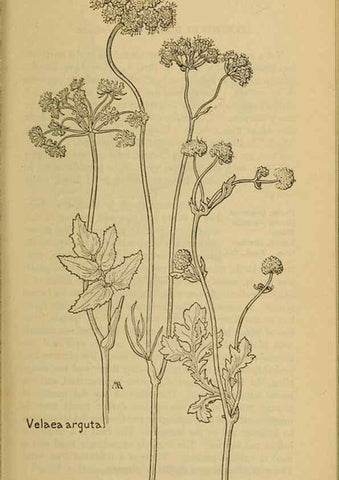 Reproducción/Reproduction 46852975001: Field book of western wild flowers /. New York :Putnam,1915.. 