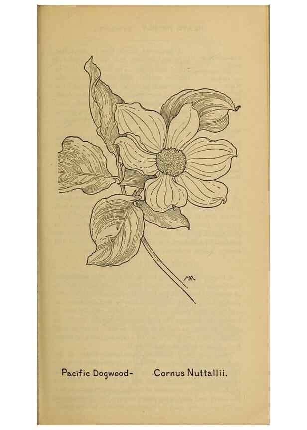 Reproducción/Reproduction 39888054163: Field book of western wild flowers /. New York :Putnam,1915.. 