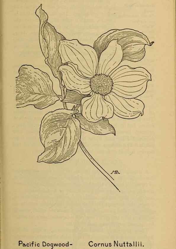 Reproducción/Reproduction 39888054163: Field book of western wild flowers /. New York :Putnam,1915.. 