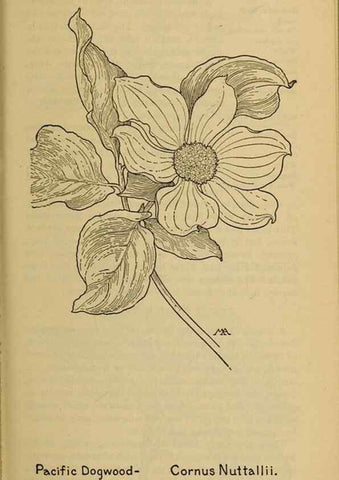 Reproducción/Reproduction 39888054163: Field book of western wild flowers /. New York :Putnam,1915.. 